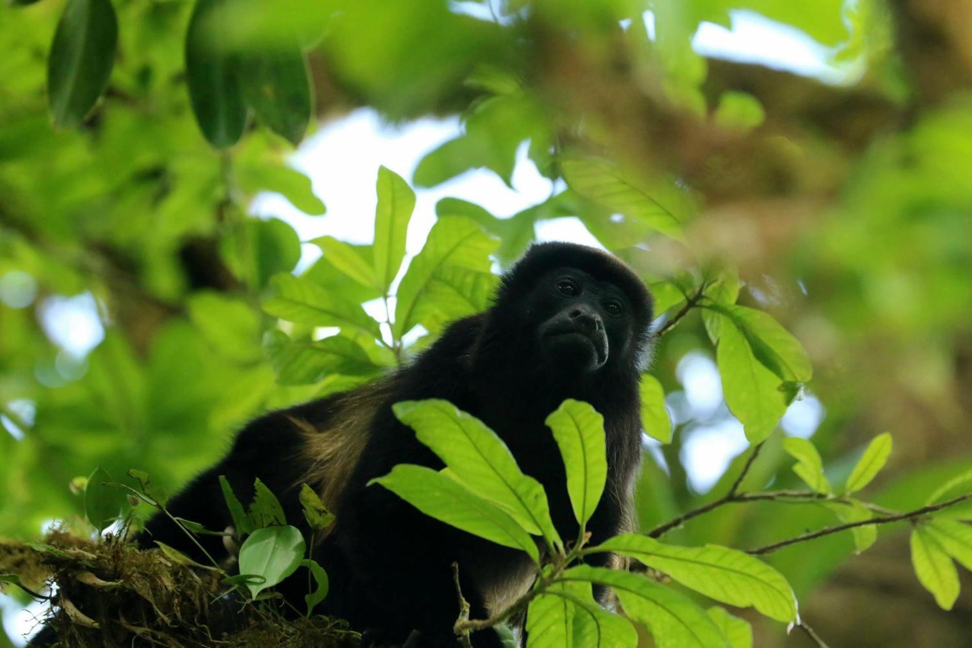 Casa Rayo De Luna Monteverde Eksteriør bilde