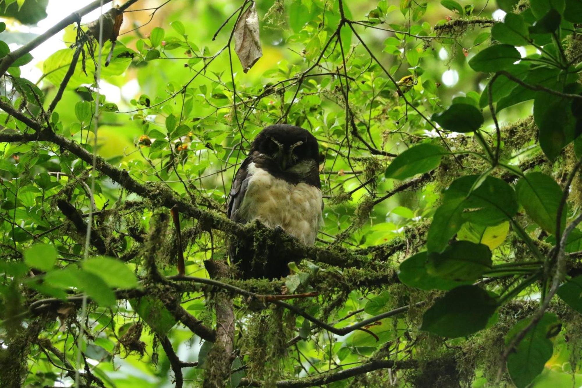 Casa Rayo De Luna Monteverde Eksteriør bilde