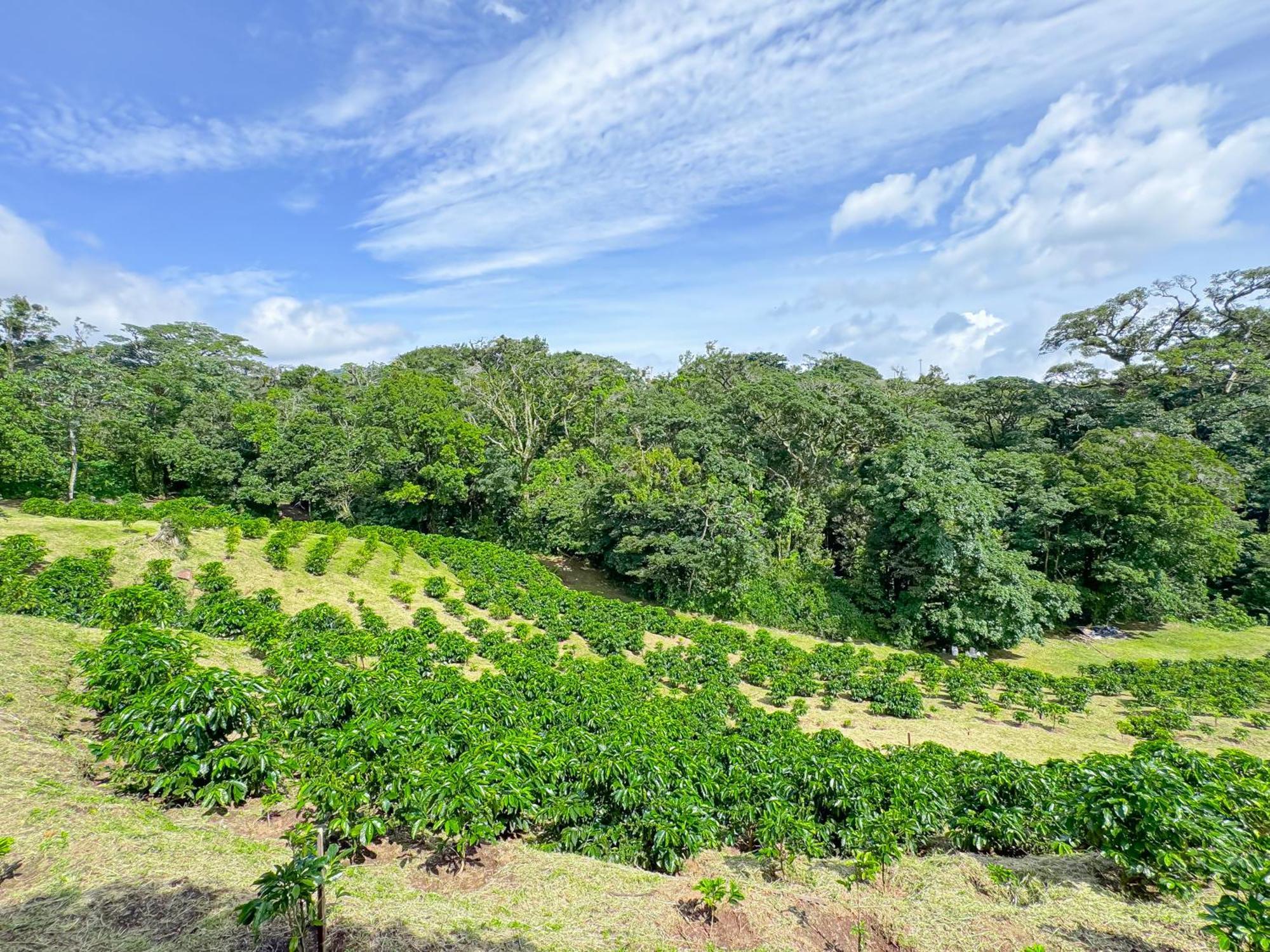 Casa Rayo De Luna Monteverde Eksteriør bilde